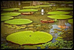 amazing Amazonian water lilies 