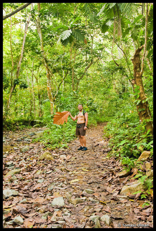 Tomek in a jungle