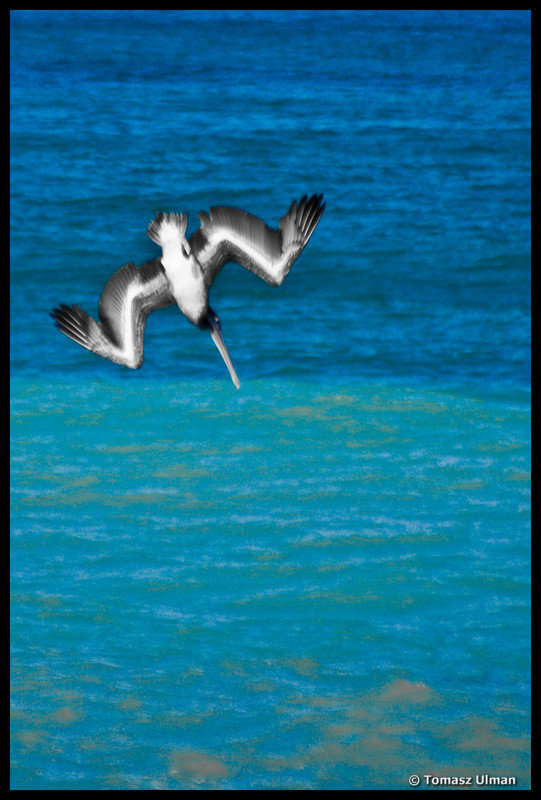 pelican diving
