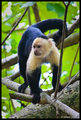 another capuchin