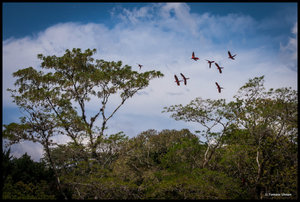 Ara parrots flying above us
