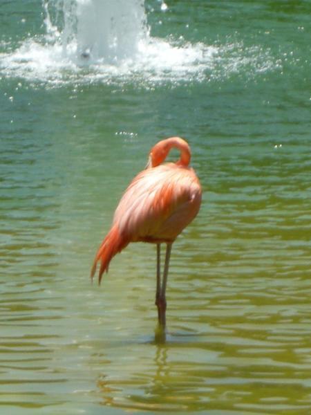 It's a flamingo!