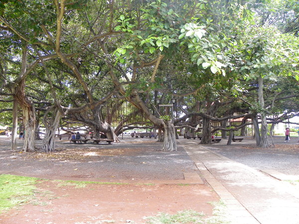 Lahaina Banyon Tree