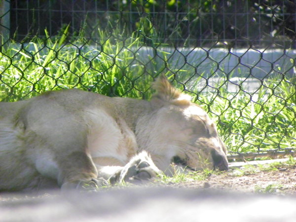 Sleeping Lady Lion