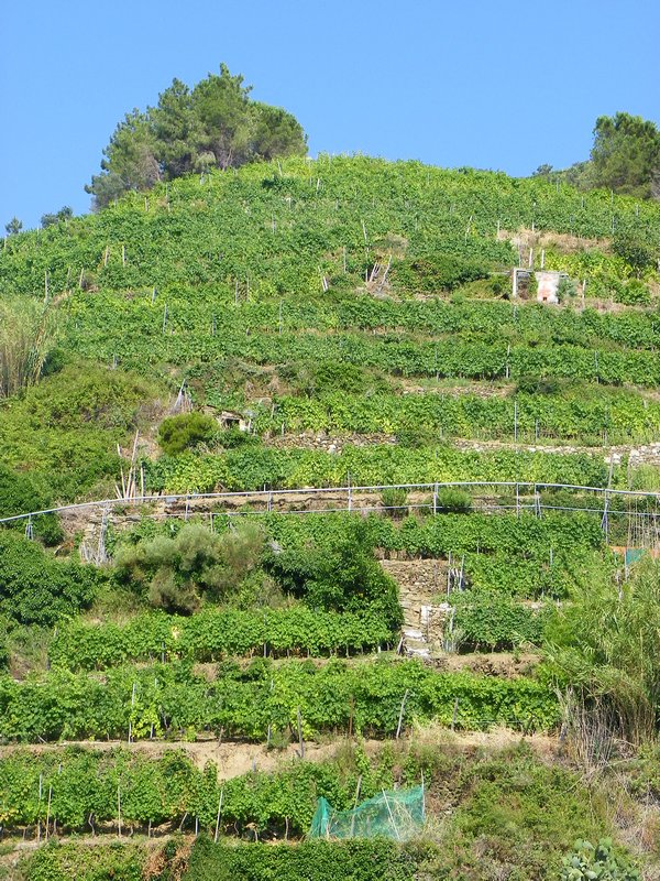 Hillside vineyard terraces