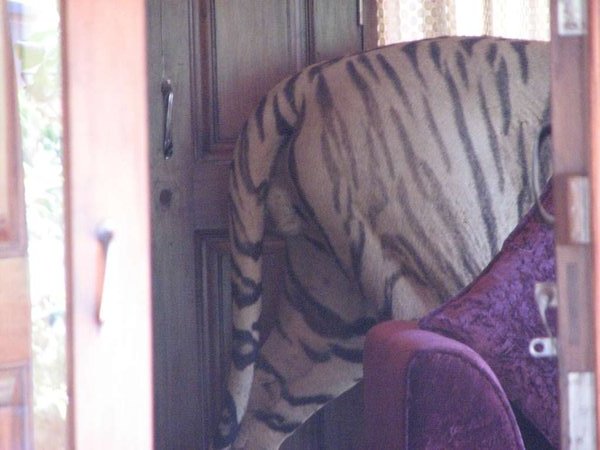 Tiger (stuffed) away