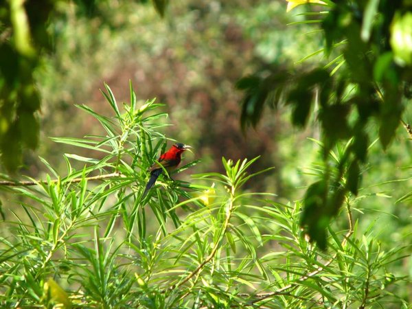 Scarlet Sunbird