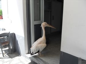 Marco, the islands pelican