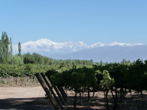 vines and mountains