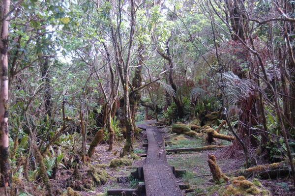 The Alkai Swamp trail