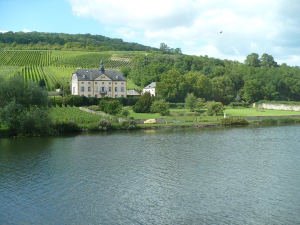 French Vinyard along the Mosel