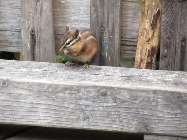 The cutest chipmunk in the world!