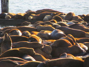 Sea lions at bedtime on Pier 39