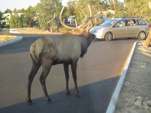 An elk which randomly walked past our bus!