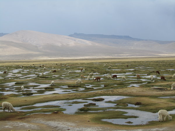 Peruvian Wetlands