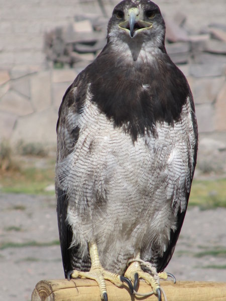 Peruvian Eagle