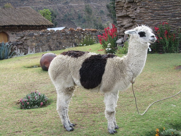 A pet Llama which spat at me... eeeew!