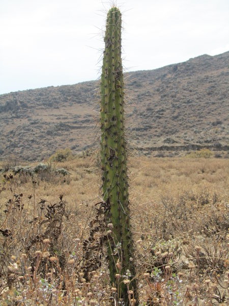 What a big cactus