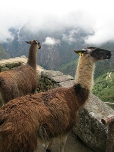 Random llamas at Machu Picchu!