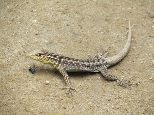 An Inca Lizard