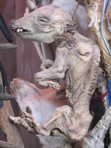 Llama Foetus