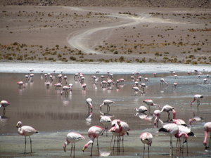 Bolivian flamingos