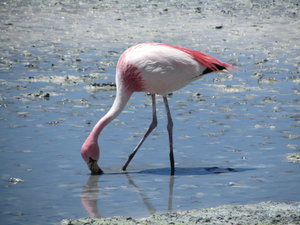 Another flamingo