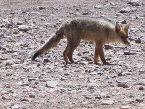 Bolivian desert fox
