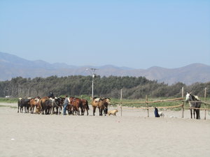 Anyone for a horse ride along the beach?