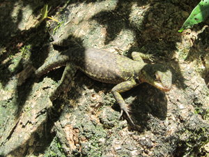 Iguazu lizard