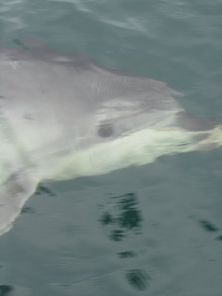 Close-up dolphin shot in The Bay of Islands