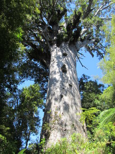 The famous Kauri tree