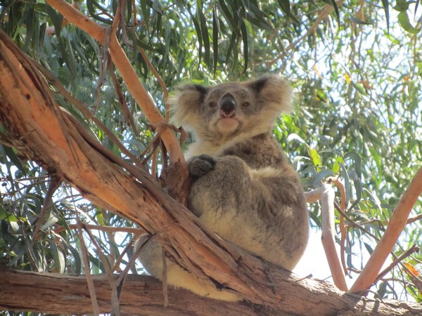 We woke him up when we took the photo... sorry Mr Koala!
