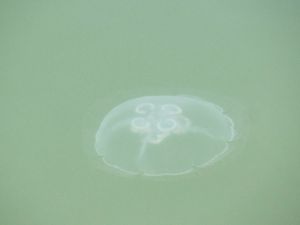 A scary looking jellyfish!