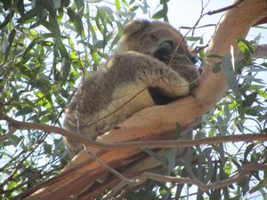 Koala with baby.. awww, how sweet!