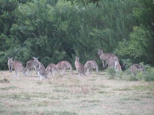 A herd of kangaroos in the National Park which we just happened to drive past