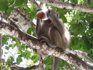 Monkey drinking cola on Monkey Beach