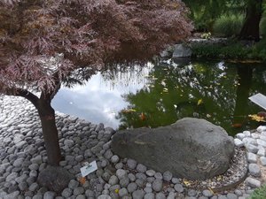Japanese Maple and pond with Koi