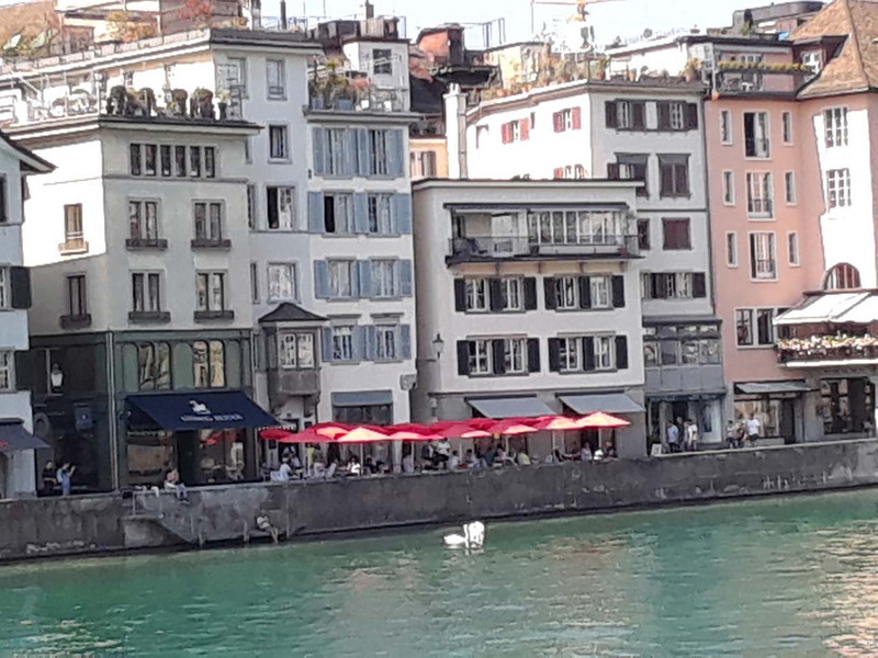 Swans on the Limmat River