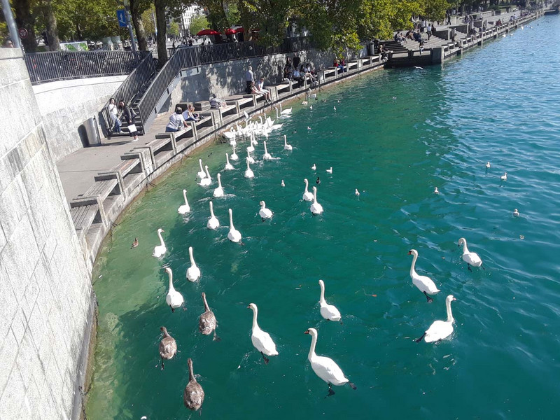 A gaggle of swans? No, a ballet of swans