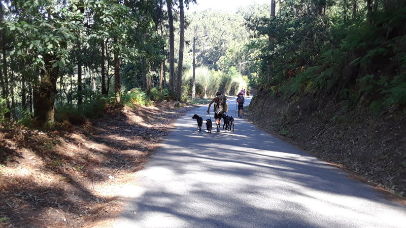 An unusual pilgrim with 4 dogs, between Redondela and Arcade