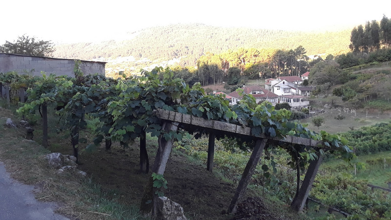 Nice view with small vineyard