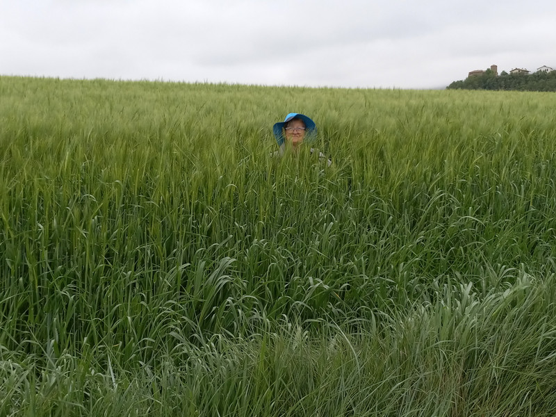 Manoli hiding in the wheat field