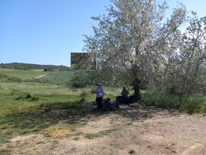 A rest break under an ususual tree