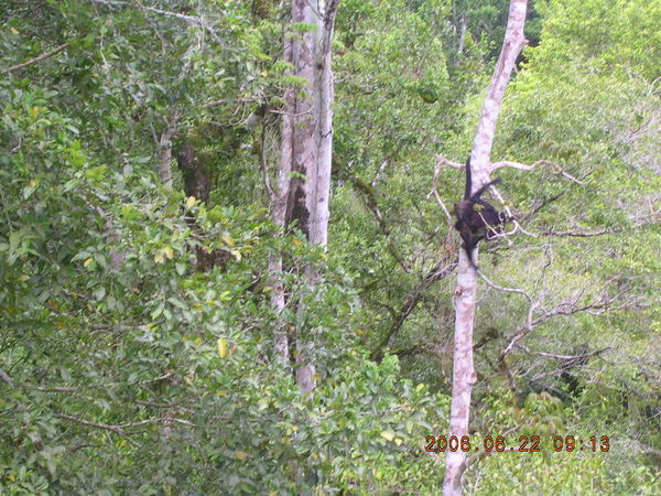 Tikal Spider Monkey
