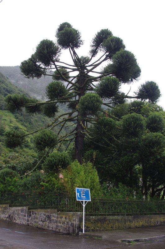 A really neat tree in Banos