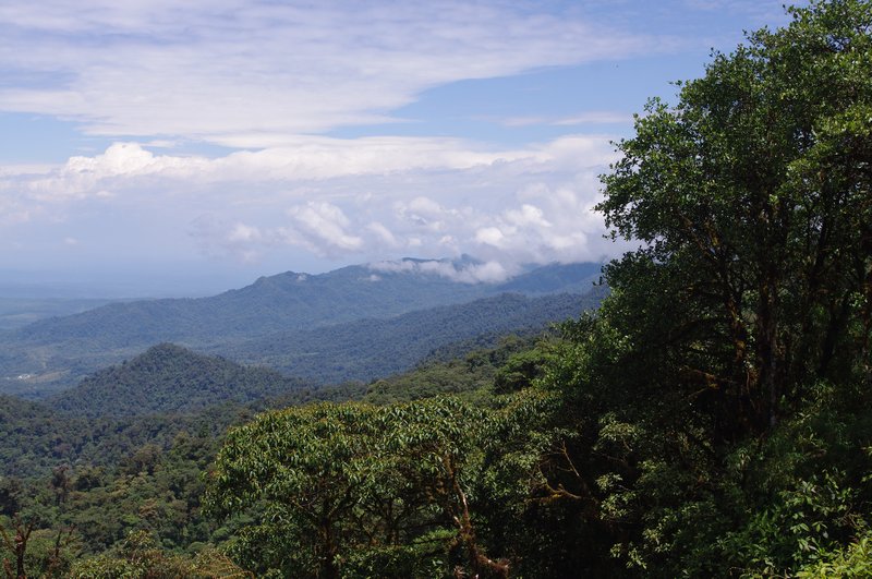 View of the jungles of Ecuador