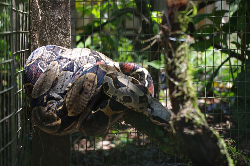 The rather large anaconda one family had trapped.