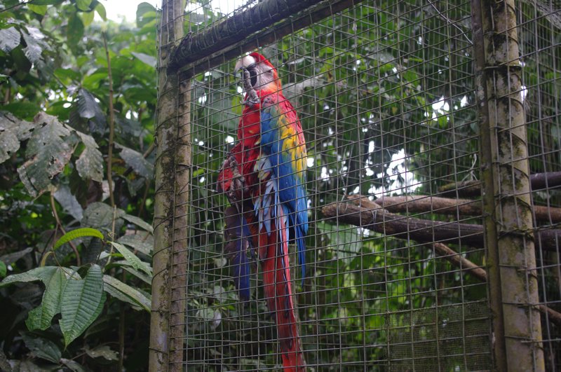 A beautiful macaw