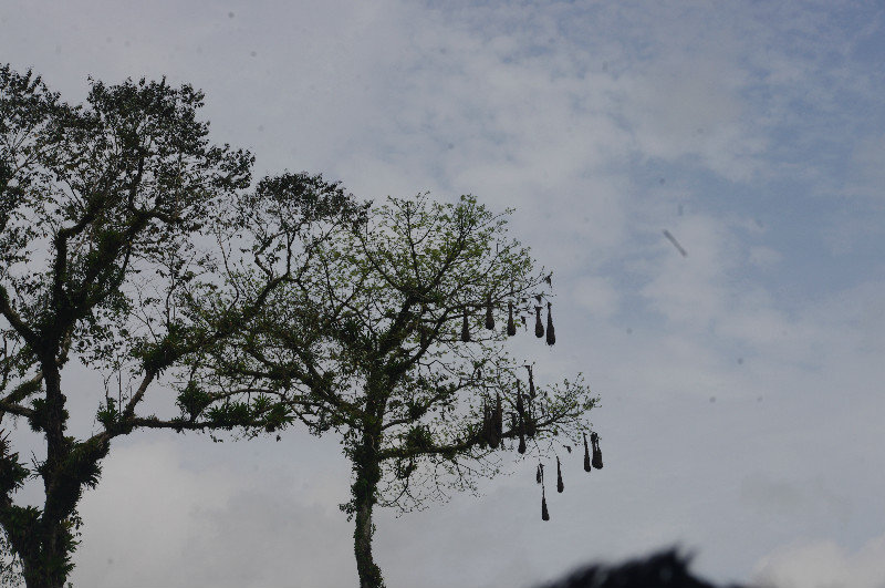 Hanging Nests